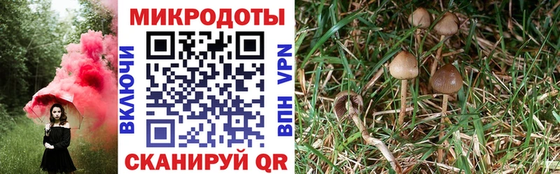 где можно купить наркотик  Куртамыш  Галлюциногенные грибы Magic Shrooms 