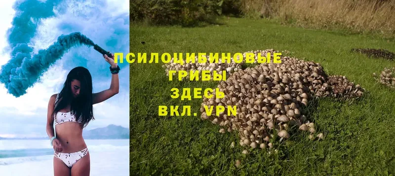 Псилоцибиновые грибы MAGIC MUSHROOMS  Куртамыш 